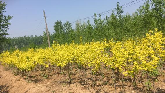 明光市市委书记被LV国际企业文化深深感动 | 深入沟通合作空间广阔